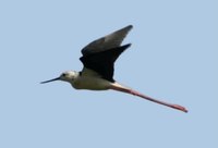 Aden-Birds49.JPG