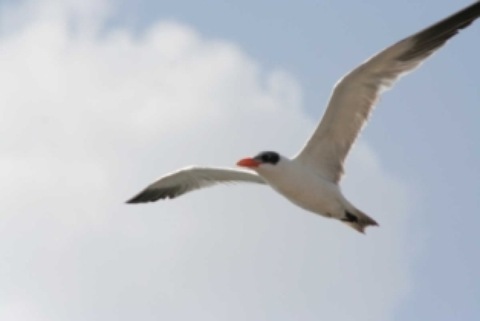 Aden-Birds50.JPG
