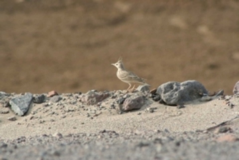 Aden-Birds51.JPG