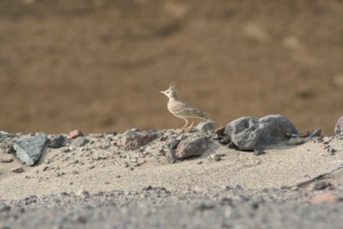 Aden-Birds51.JPG
