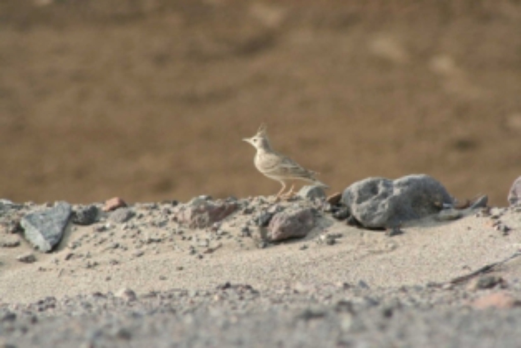 Aden-Birds51.JPG