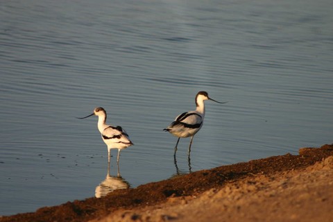 Aden Birds
