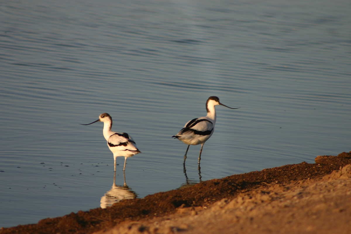 Aden Birds