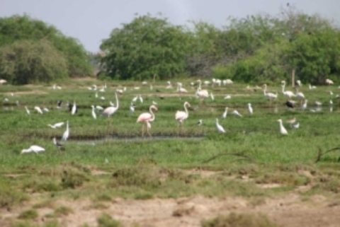 Aden-wetland.JPG