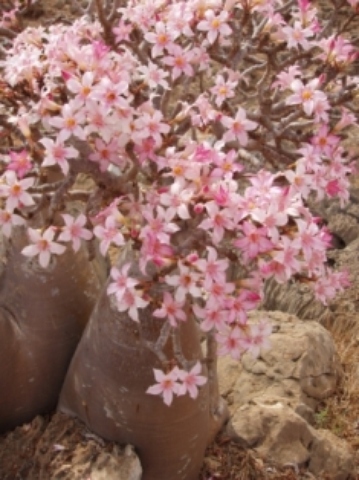 Adenium-obesum-spp-soqotrana.JPG