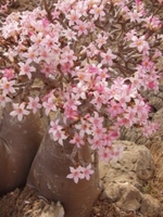 Adenium-obesum-spp-soqotrana.JPG