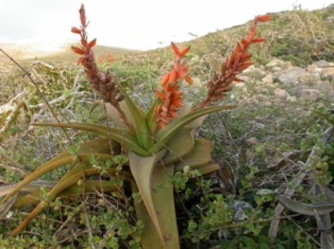 Aloe-jawiyon-Soqotra-.JPG
