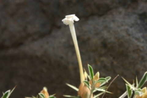 Barleria-acanthoides-Aden-.JPG