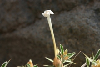 Barleria-acanthoides-Aden-.JPG
