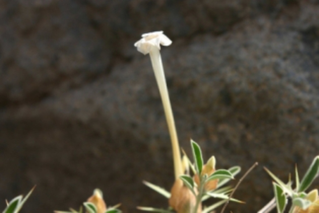 Barleria-acanthoides-Aden-.JPG