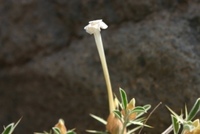 Barleria-acanthoides-Aden-.JPG