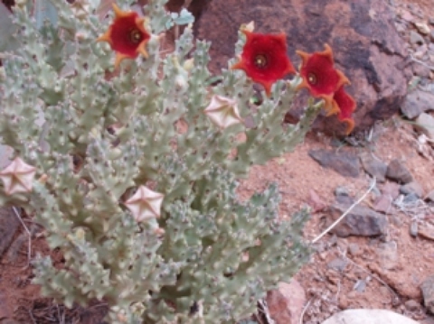 Caralluma-socotrana.JPG