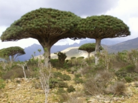 Dracaena cinnabari