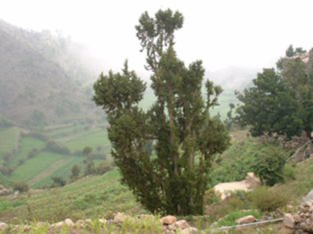 Juniperus-procera-Eraf.jpg