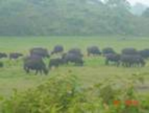 Animal and Plant Diversity in National Parks
