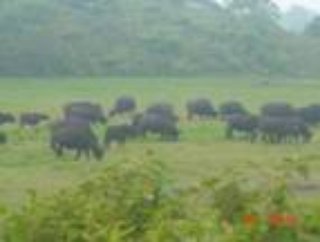 Animal and Plant Diversity in National Parks