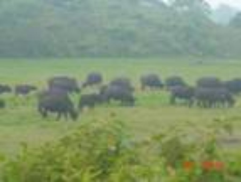 Animal and Plant Diversity in National Parks