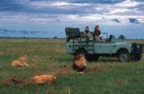 Lions