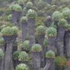 Flora Diversity in Zambia