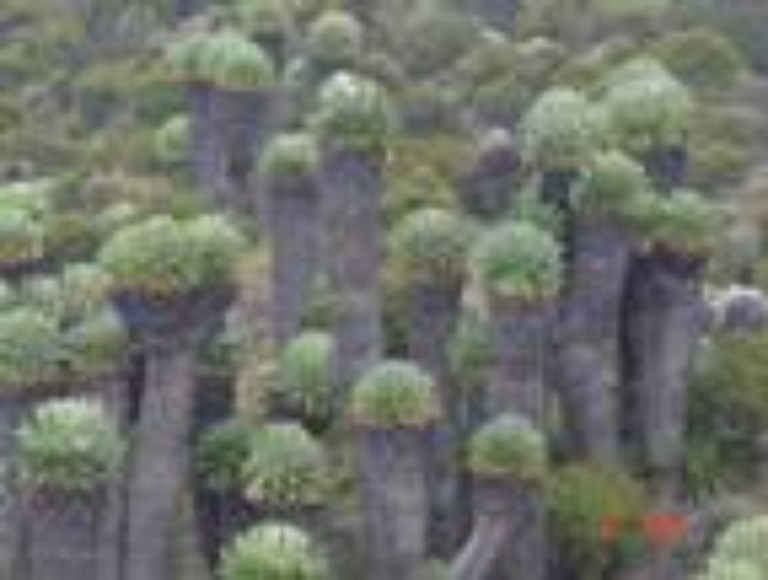 Flora Diversity in Zambia