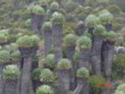 Flora Diversity in Zambia