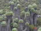 Flora Diversity in Zambia