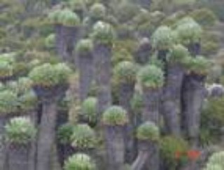 Flora Diversity in Zambia