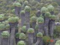Flora Diversity in Zambia