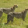 Cheetahs hunting in KNP
