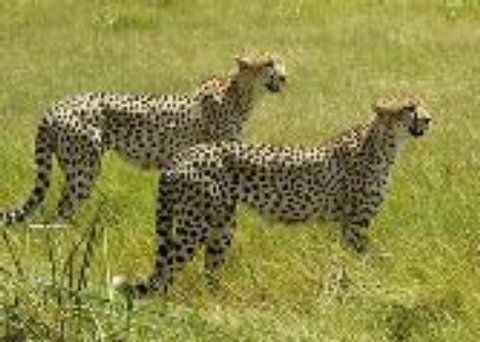 Cheetahs hunting in KNP