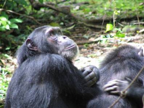 Chimfunshi_Wildlife_Orphanage - <P> </P>