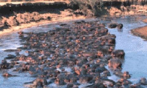 Hippos in the South Luangwa