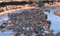 Hippos in the South Luangwa