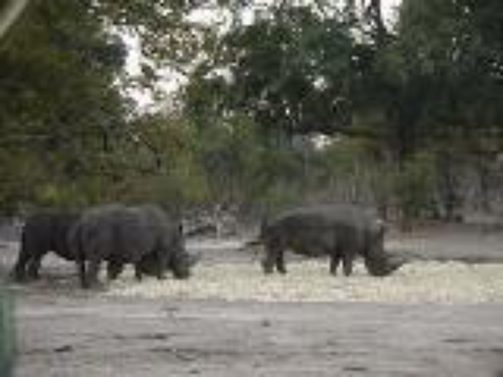 white_rhino_livingstone