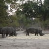 The Remaining rhino in Zambia