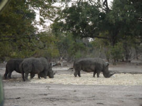 The Remaining rhino in Zambia