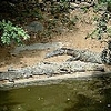 Crocodile Biodiversity - Crocodiles in Zambia<br />