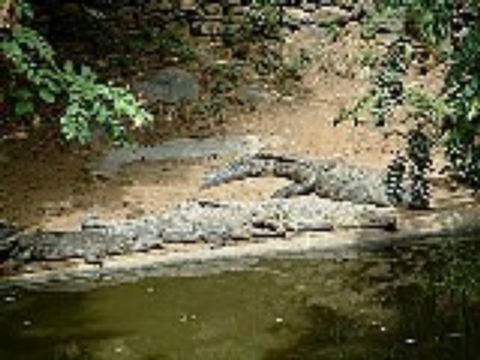 Crocodile Biodiversity - Crocodiles in Zambia<br />