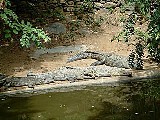 Crocodile Biodiversity - Crocodiles in Zambia<br />
