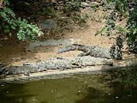 Crocodile Biodiversity - Crocodiles in Zambia<br />
