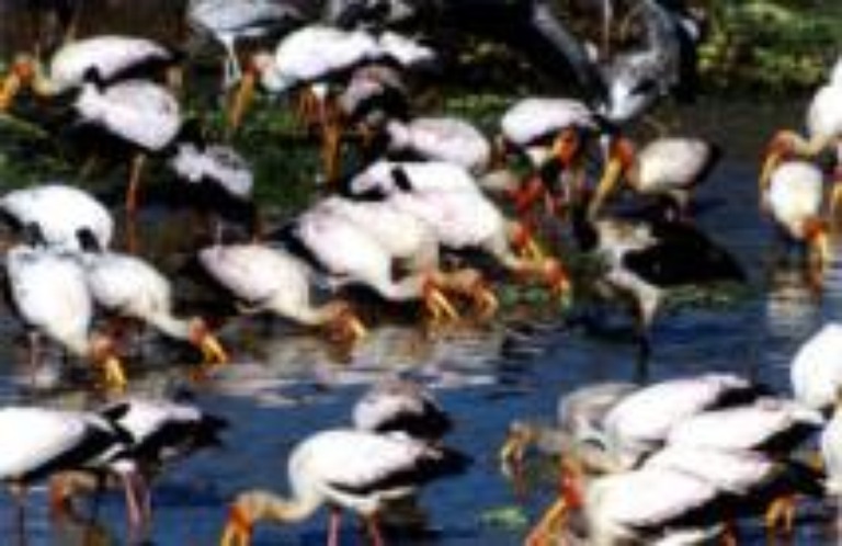 Yellow Storks