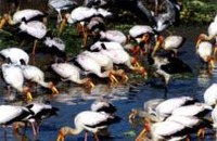 Yellow Storks