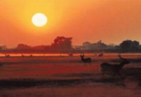 Sunrise Busanga