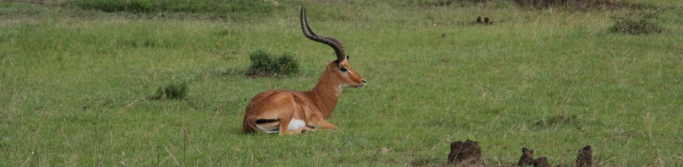 antilope